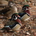 Wood Duck